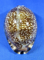 Mauritia arabica grayana
